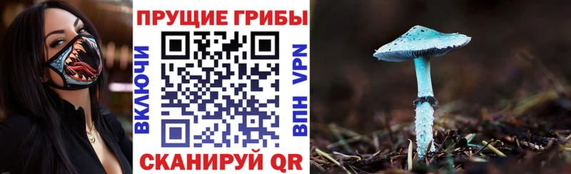 Псилоцибиновые грибы Psilocybine cubensis  мега рабочий сайт  Гвардейск  сколько стоит 